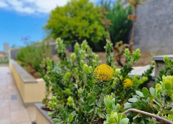 Hébergement de vacances Capela's House By Lovelystay Ribeira Brava